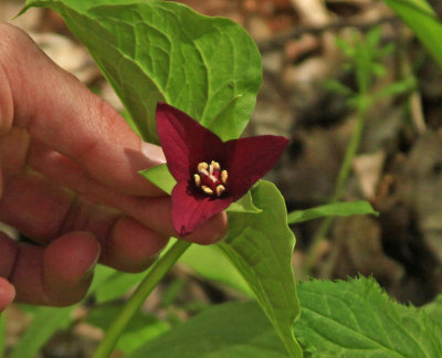 RED TRILLIUM