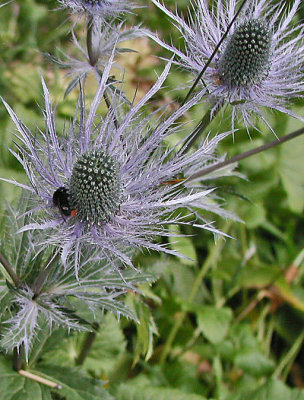 BEE ON THISTLE