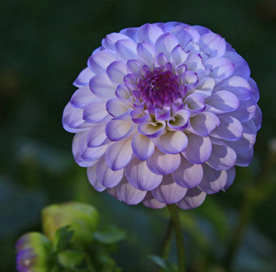 BLUE DAHLIA