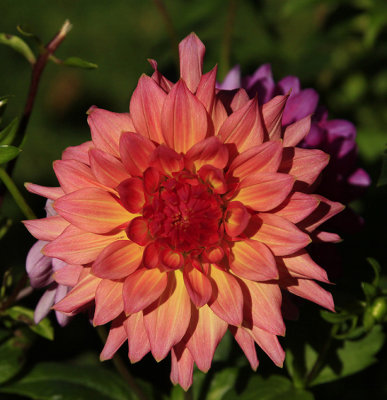 BEAUTIFUL DAHLIA