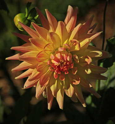 DAHLIA