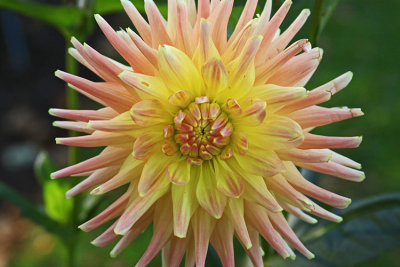 DAHLIA: CAMPOBELLO IS. GARDEN