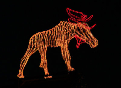 A MOOSE IN LIGHTS