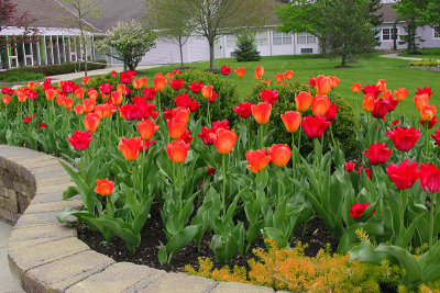 COLORFUL TULIPS