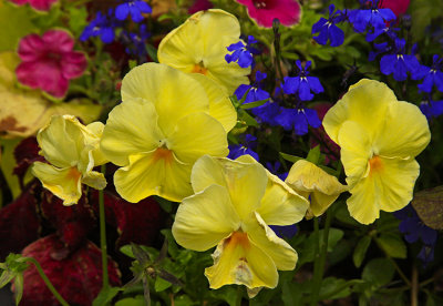 PANSIES