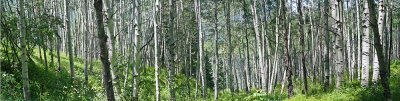 BEAVER CREEK, CO: HIKING