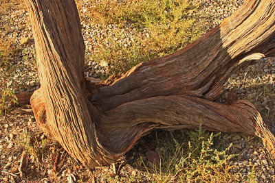 DEAD WOOD