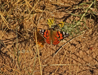 BUTTERFLY