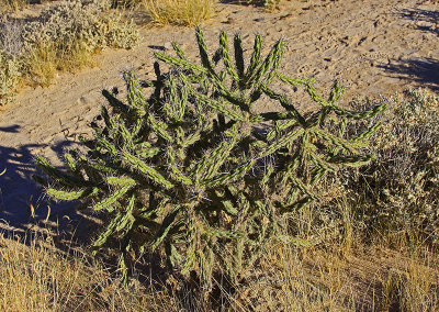 CACTUS