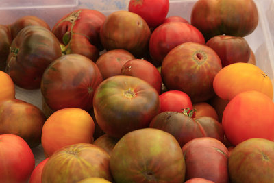 TOMATOES