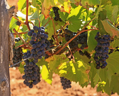 READY FOR PICKING