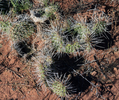 CACTUS