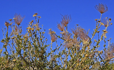 UNKNOWN FLOWER (?) OR WEED (?)