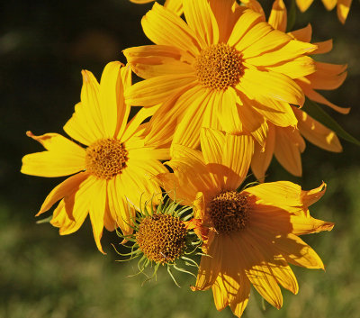 BEAUTIFUL FLOWER