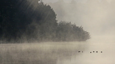 GEESE IN THE MIST