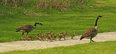 A FAMILY STROLL