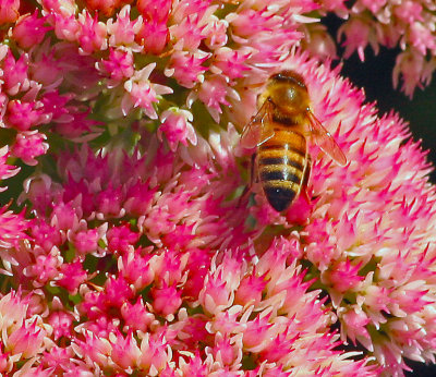 HONEY BEE