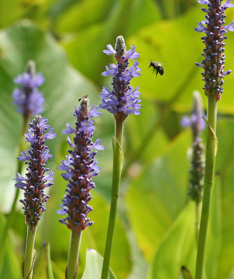 SEARCHING FOR NECTAR