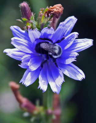 BUMBLE BEE