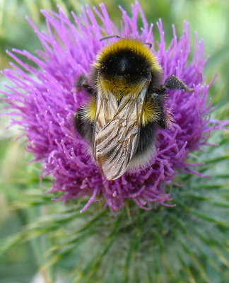 BUMBLE BEE