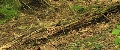 RETURNING TO NATURE