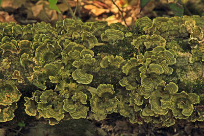 MOTHER NATURE AT WORK