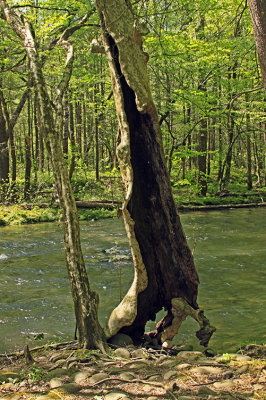 TREE BY STREAM