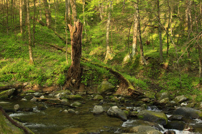 WALKING BY A STREAM