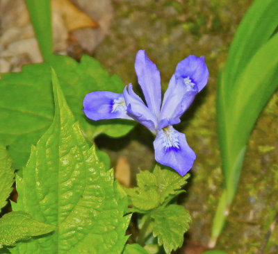 SPRING LILY