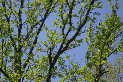 SPRING LEAVES