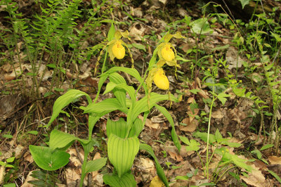YELLOW LADYSLIPPER