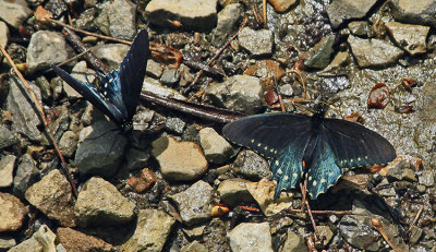 BUTTERFLIES CAVORTING