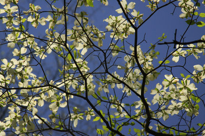 FRESH SPRING BLOSSOMS