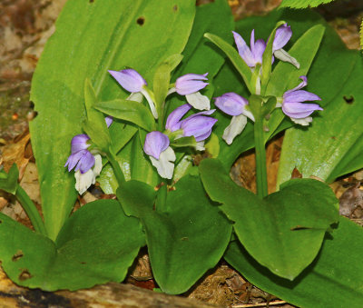 MOUNTAIN SPRING FLOWER