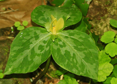 YELLOW TRILLIUM
