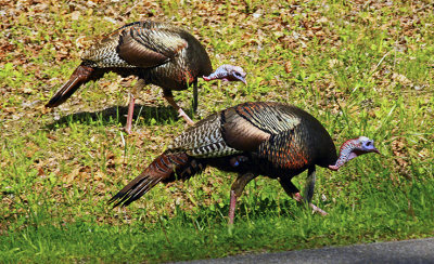 'TOMS' ON THE HUNT