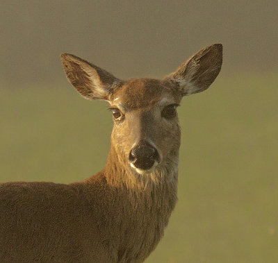 DEER ON A FOGGY MORNING