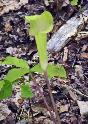 JACK IN THE PULPIT