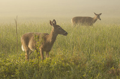 EARLY MORNING COMPANIONS
