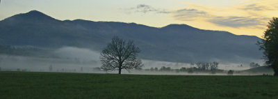 THE TREE AT SUNRISE