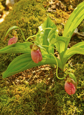 PINK LADY SLIPPER