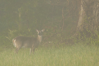 DEER IN FOG