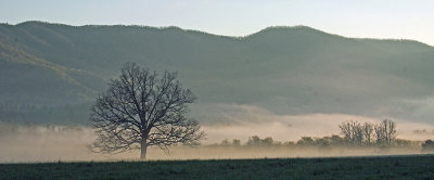 THE TREE AND FOG