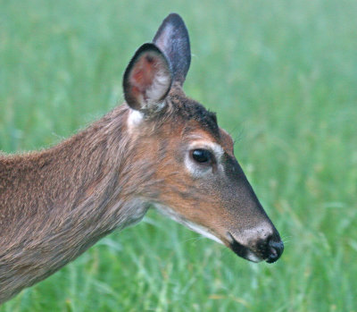 DEER PASSING VERY CLOSE