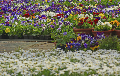 FLOWER MARKET