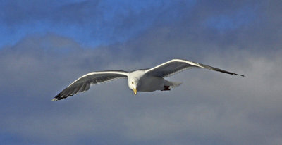 SEA GULL