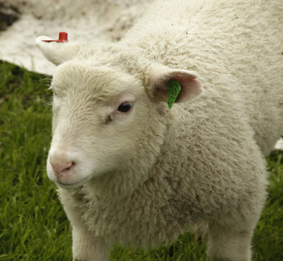 LOCAL RESIDENT