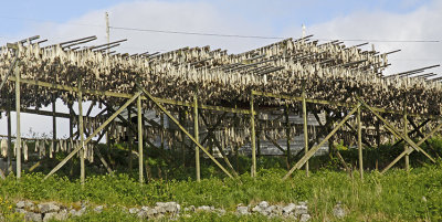 COD DRYING