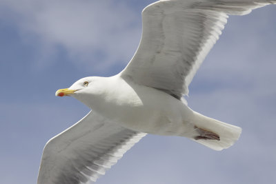SOARING SEAGULL