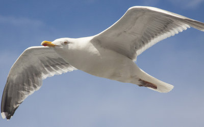 SOARING SEAGULL II